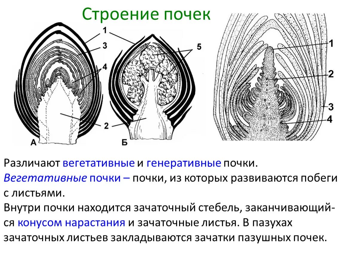 Чем отличается генеративная почка. Строение вегетативной и генеративной почки. Строение почек растений вегетативная и генеративная. Схема строения вегетативной почки. Вегетативная почка конус нарастания.