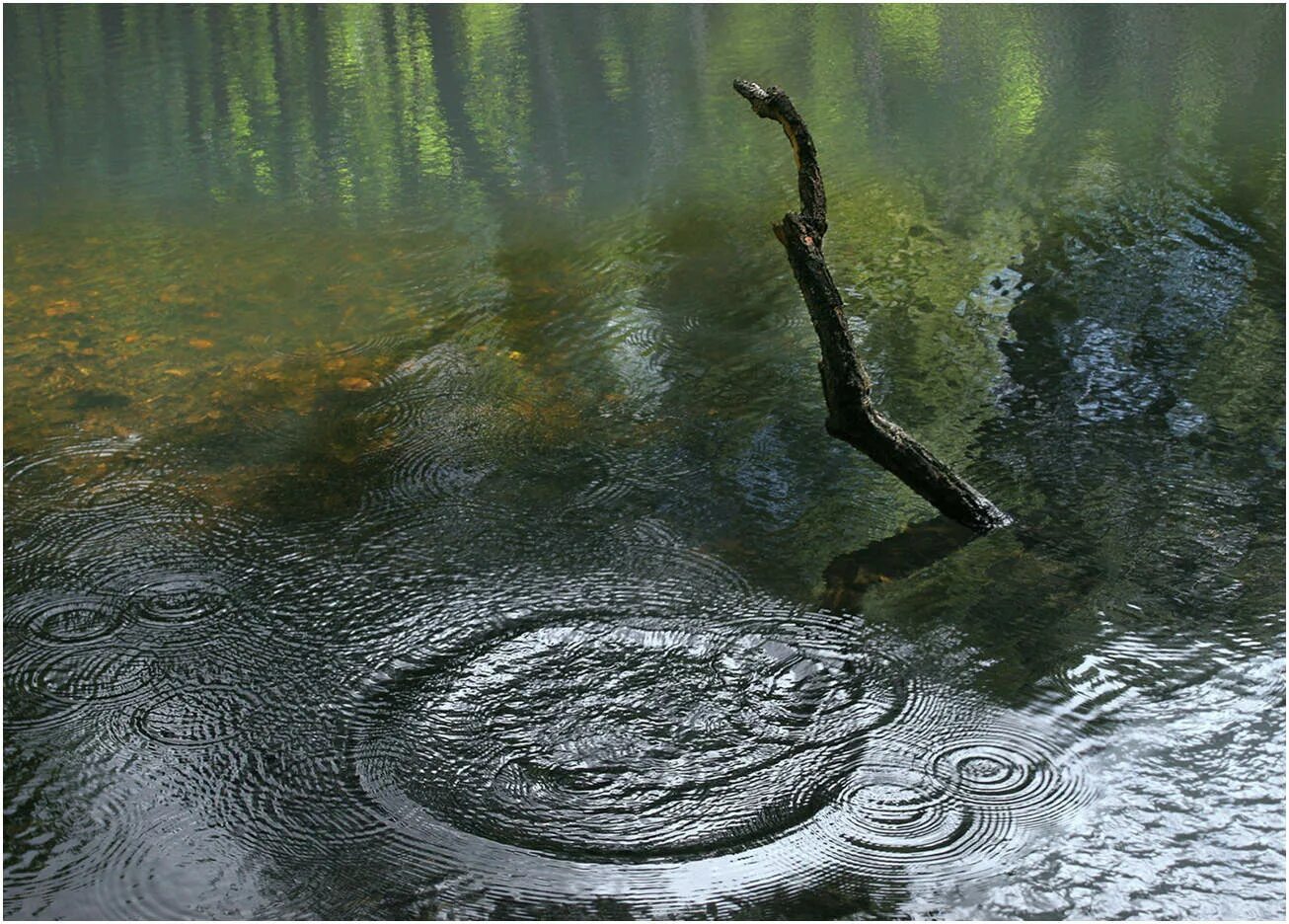 Став круги на воде. Круги на воде. Камень брошенный в воду. Круги на воде река. Круги на воде природа.