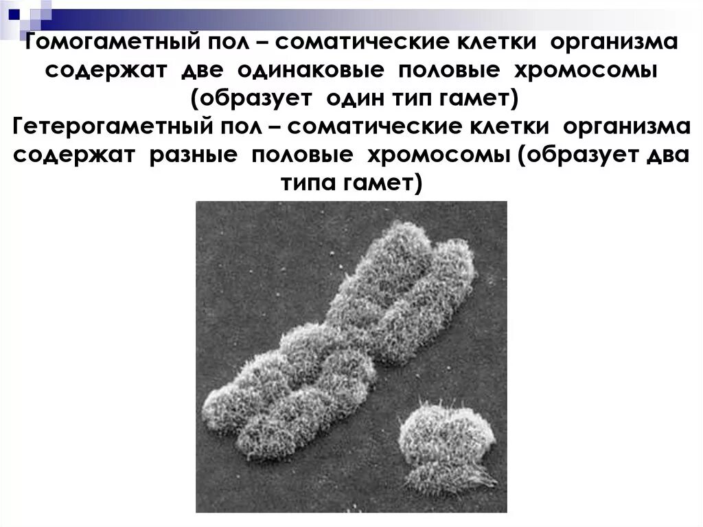 Половые хромосомы петуха