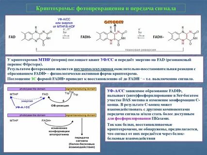 Фитохром