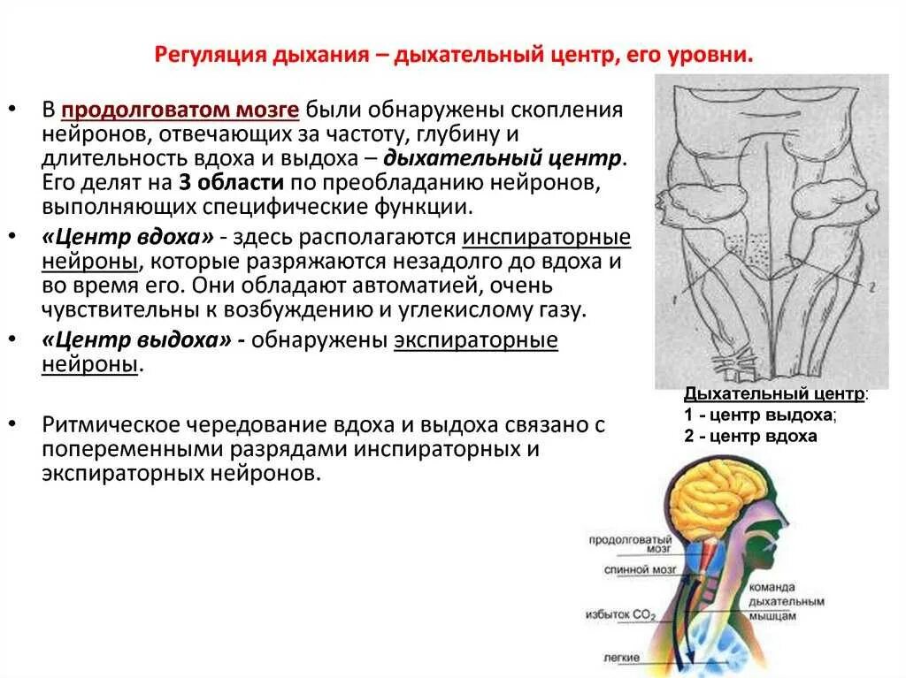 Содержит центры дыхательных рефлексов. Спинальный уровень регуляции дыхания физиология. Структура и локализация дыхательного центра физиология. Регуляция дыхания дыхательный центр его уровни. Продолговатый мозг его роль в регуляции дыхания.