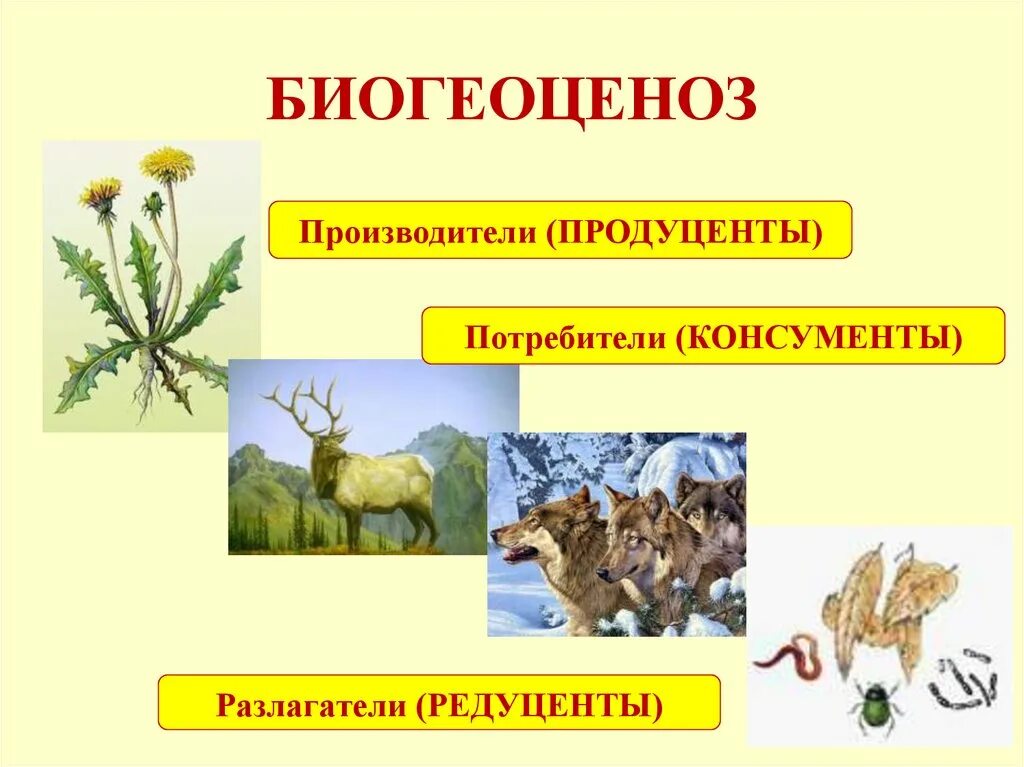 Разнообразие природных сообществ 5 класс пасечник. Производители потребители разлагатели. Природные сообщества биология. Искусственные природные сообщества. Биогеоценоз.