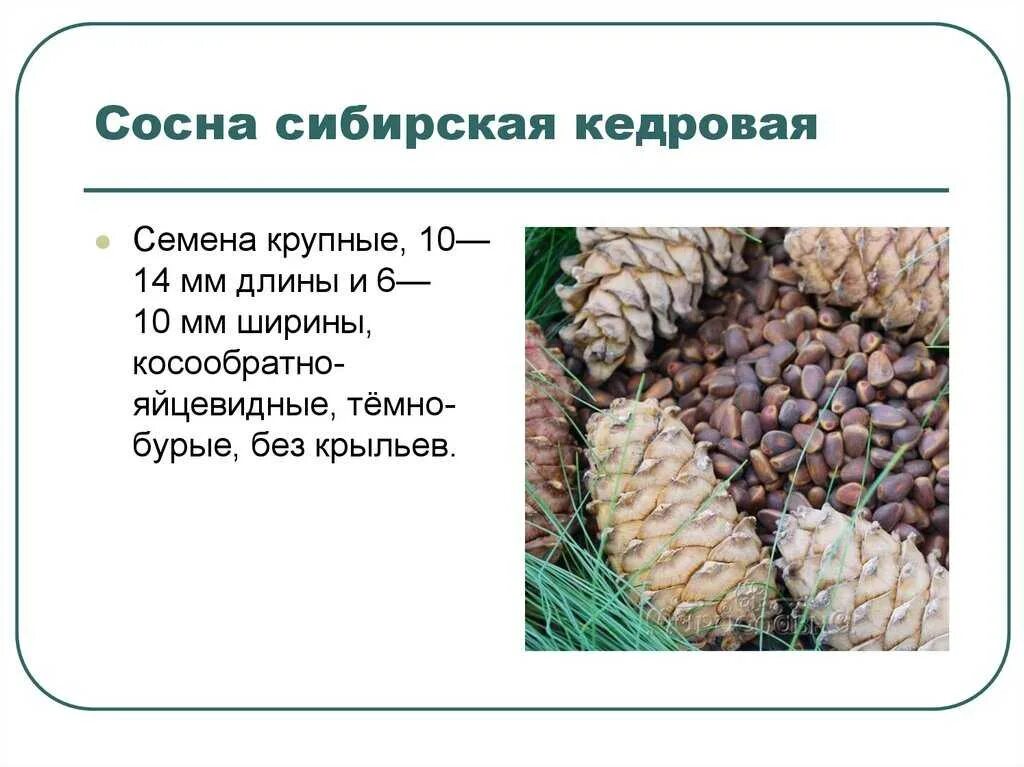 Сосну значение слова