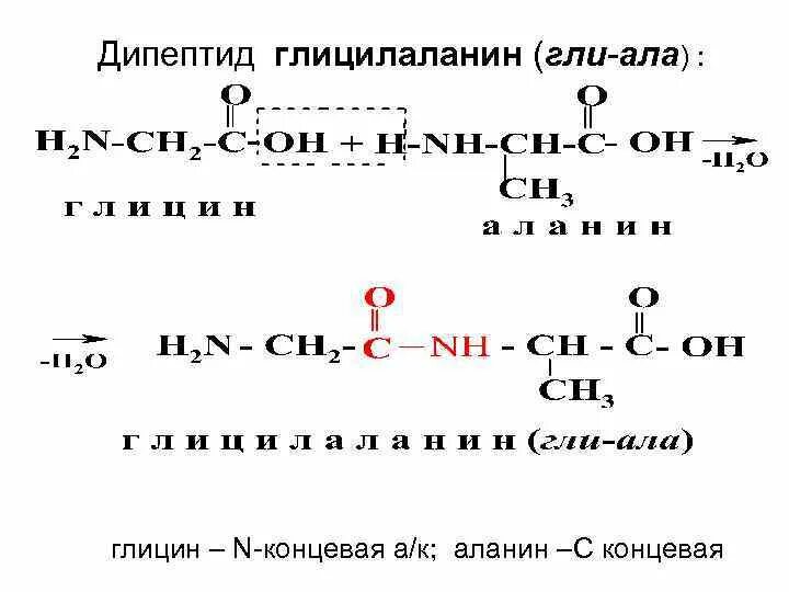 Напишите реакцию глицина. Дипептида глицилаланин.. Ала–ала формула дипептида. Гидролиз дипептида глицин аланин. Реакция синтеза трипептида из аминокислот.