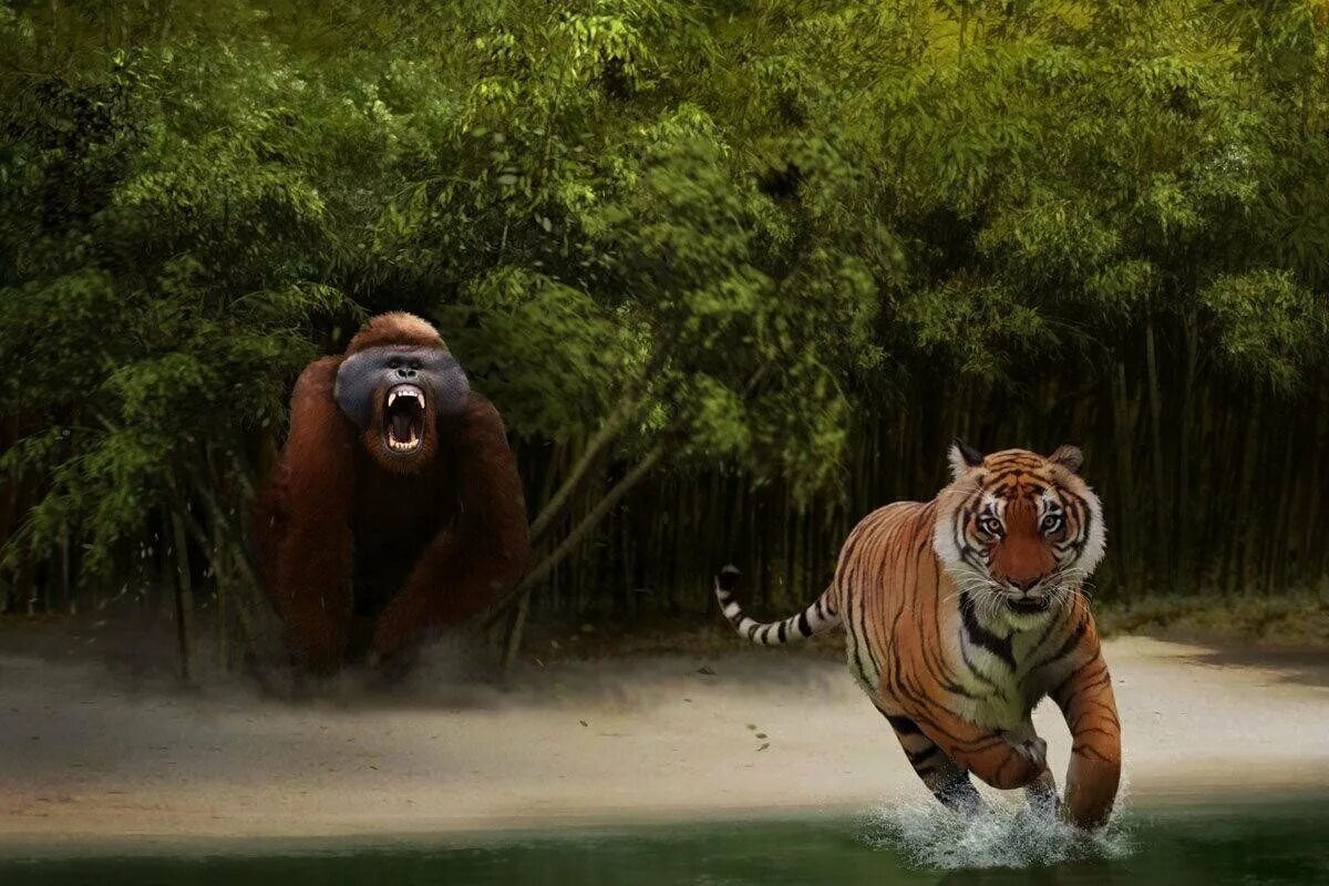 Зденек буриан. Гигантопитеки вымершие приматы. Гигантская обезьяна. Гигантопитек блэки. Древняя горилла.