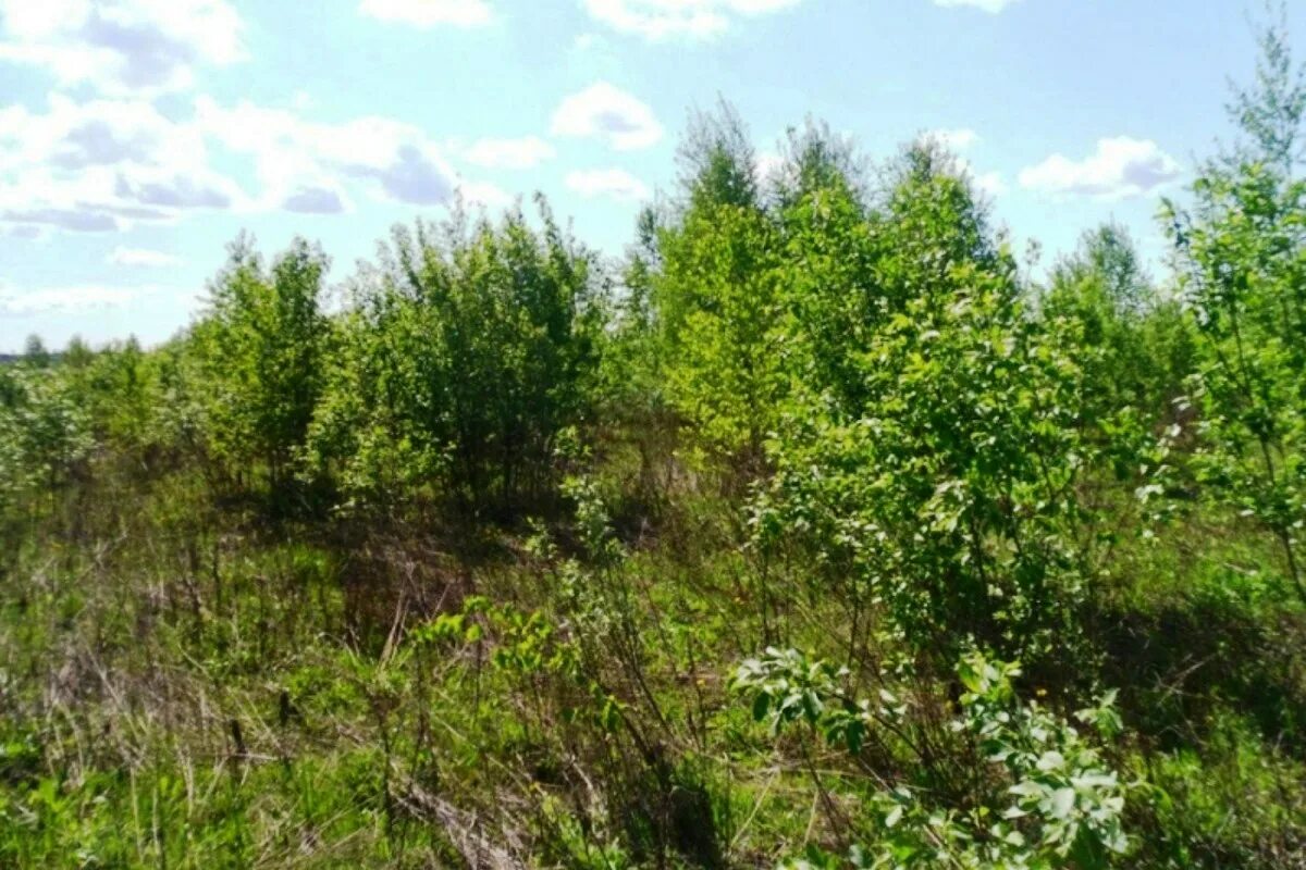 Дачи метростроитель. Осиновый ключ богородский район. Снт здоровье выборгский район рощино. Заросший садовый участок. Зименки нижегородская область богородский район.