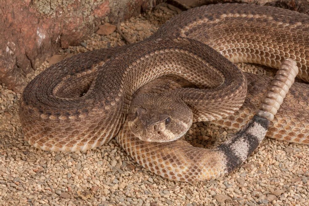 Пустынная гадюка земляная змея. Crotalus Atrox. Змеи пустыни. Пустынная змея. Змеи в пустыне.