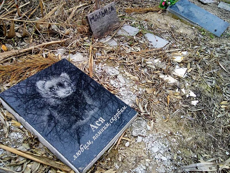 виртуальное кладбище животных. кладбище животных в перми. виртуальное кладбище животных. кладбище домашних животных в москве. кладбище домашних животных казань дубравная.