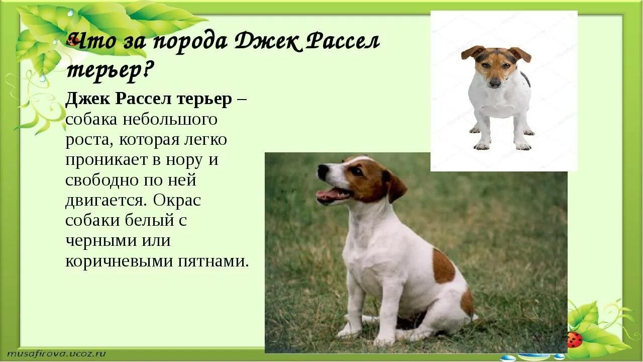 Джек особенности породы. Рассказ о собаке Джек Рассел терьер. Рассказ про собаку Джек Рассел. Щенки породы Джек Рассел. Охотничьи собаки Джек Рассел терьер.