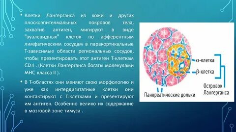 Е клетка