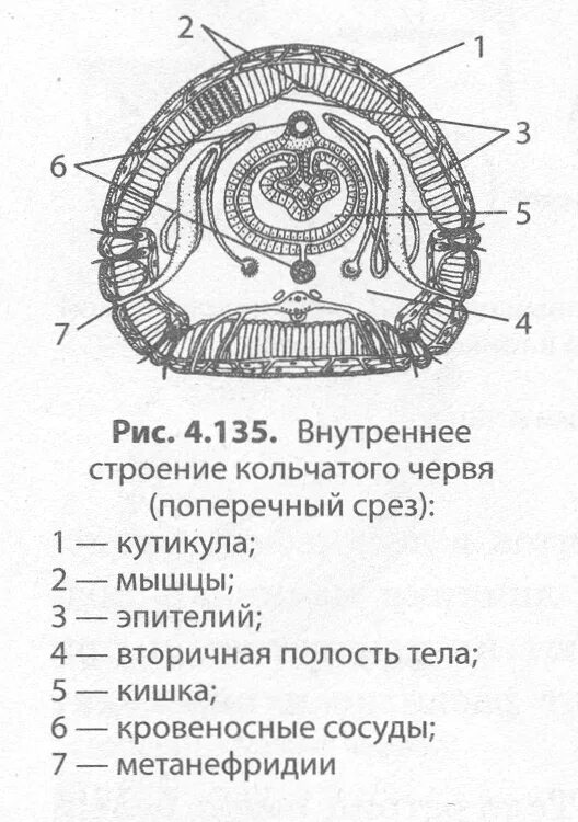 На рисунке изображен кольчатый червь