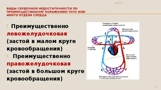 Нарушение кровообращения малого круга. ХСН при Малом круге кровообращения. ХСН по малому кругу кровообращения. Малый круг кровообращения ХСН симптомы. ХСН по большому кругу кровообращения.