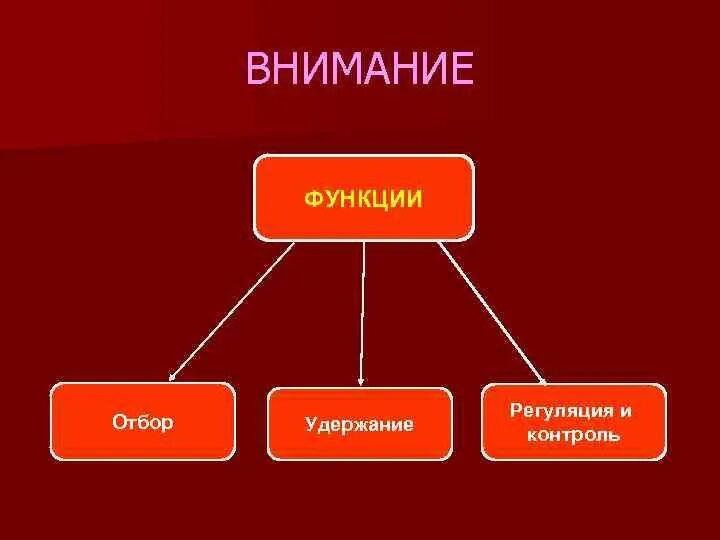 Функции внимания. Функции процесса внимания. Высшие психические функции - внимание. Функции внимания в психологии.