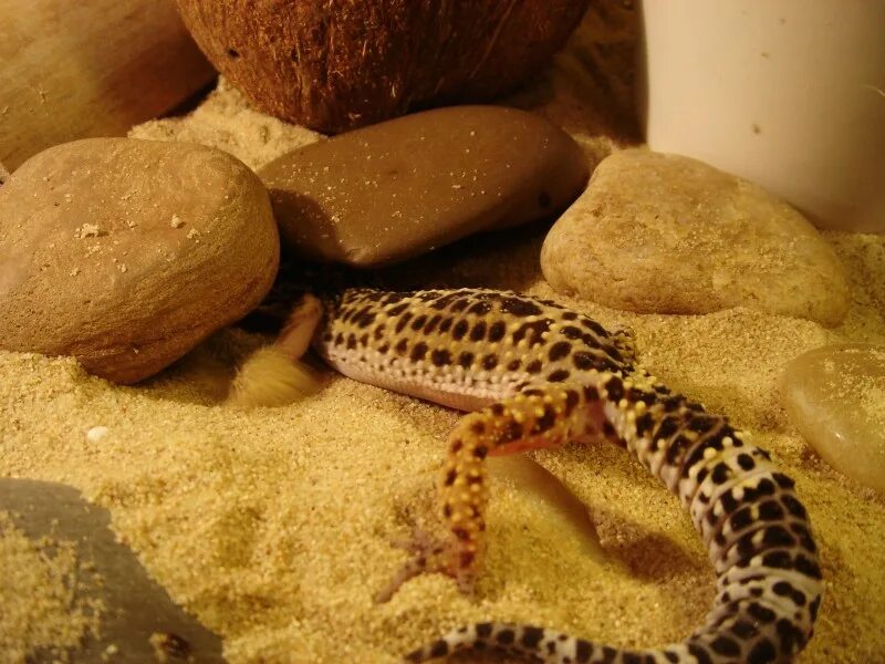 пятнистый эублефар. что нужно для эублефара. High yellow эублефар. эублефар террариум. рептилия эублефар.