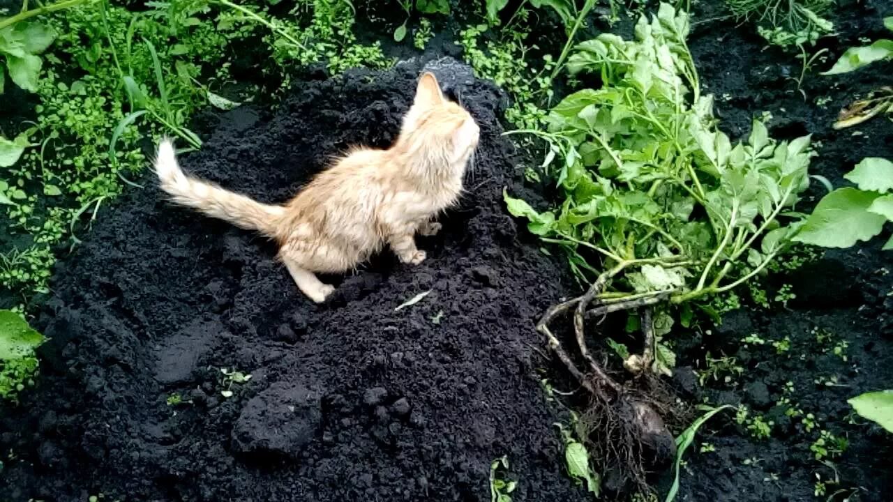 Кот на грядке. Кошка в огороде. Кот на огороде на земле. От кошек на грядки.