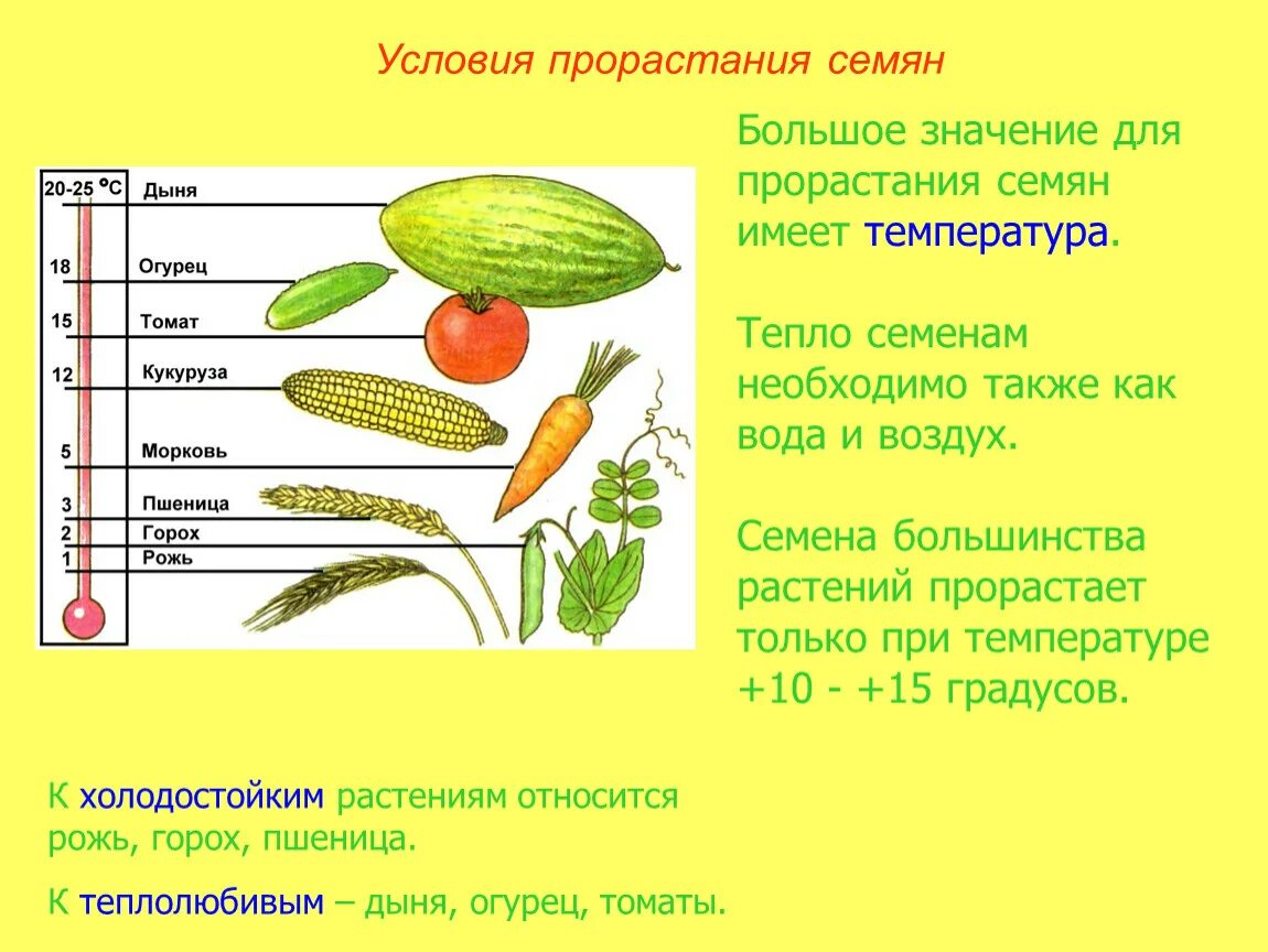 Условия развития семян. Температура прорастания семян 6 класс биология. Условия прорастания семян биология 6. Условия произрастания семян 6 класс. Условия прорастания растений.