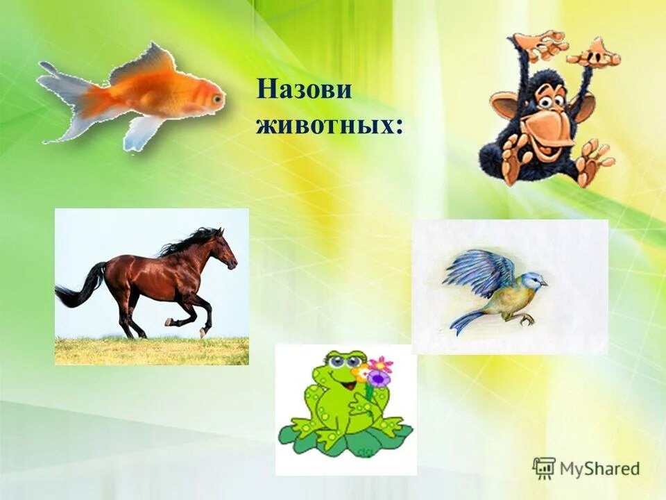 Spotlight животные. Картинки животных для темы урока. Animals Spotlight 2 класс. Animals 2 класс презентация.