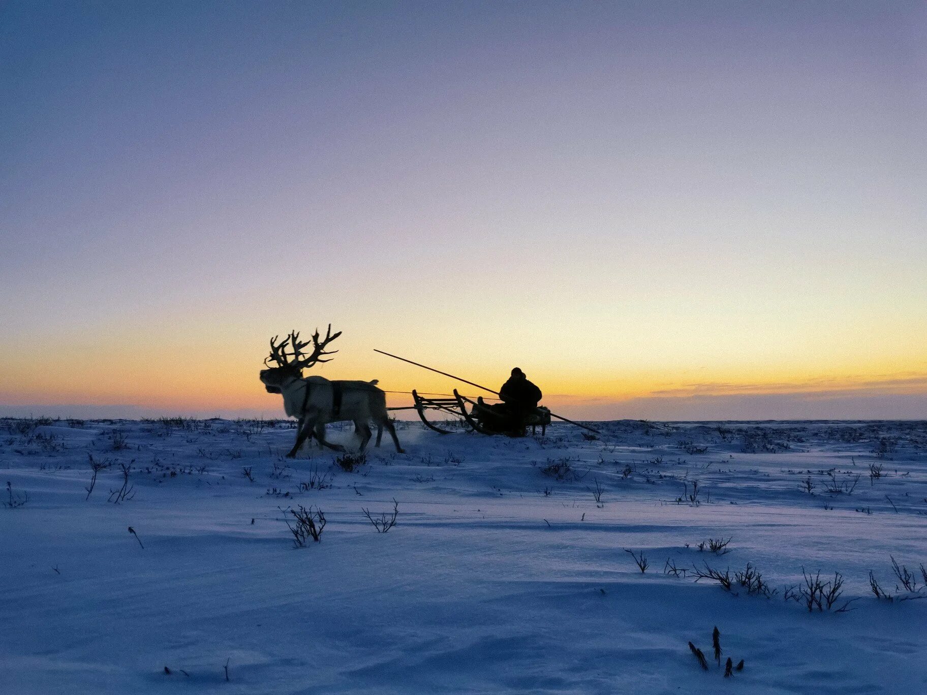 Тундра ямала. Тундра ямало ненецкий округ. Ямало-ненецкий автономный округ тундра. Тундра полуостров ямал. Лето тундра новый уренгой.