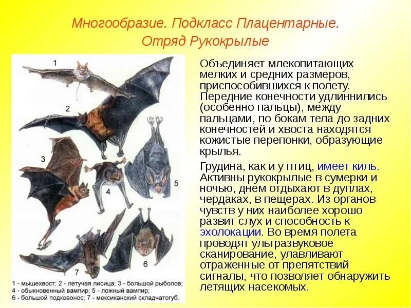Рукокрылые млекопитающие представители. Многообразие отряда рукокрылых. отряд рукокрылые подкласс. отряд рукокрылые среда обитания. подкласс настоящие звери отряд рукокрылые.