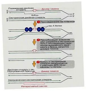 Пострепликативная репарация днк