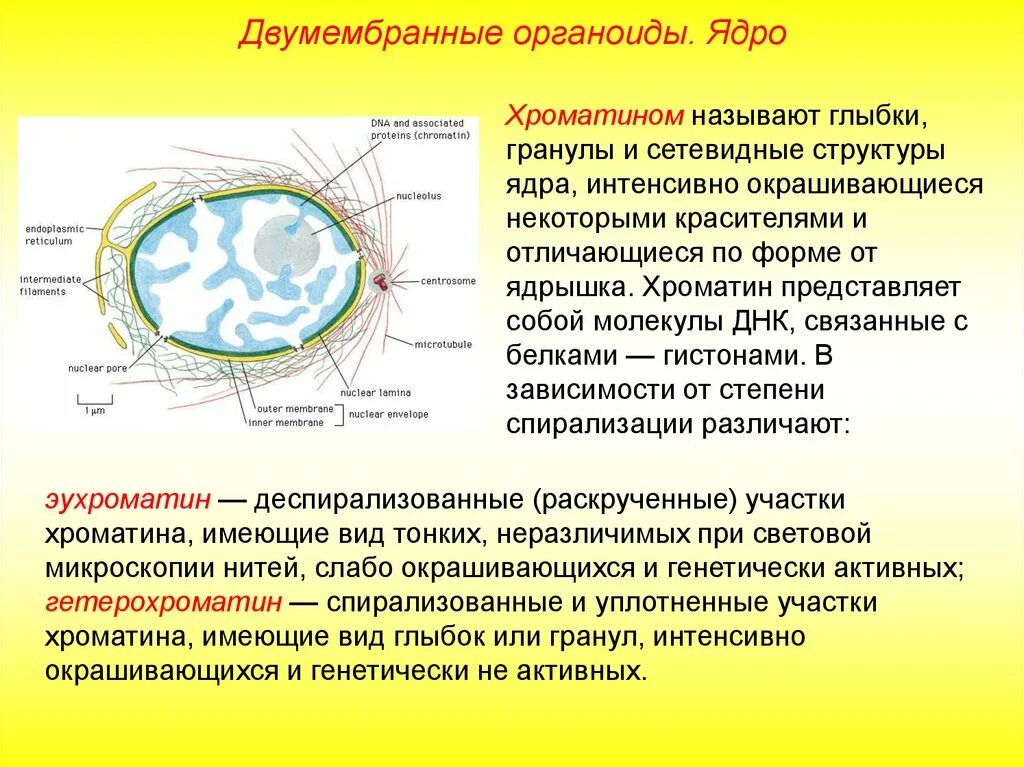 Ядро является органоидом клетки. Органоид ядро строение ядра. хроматин функции органоида. ядро двумембранный органоид строение. хроматиновые глыбки в ядре.