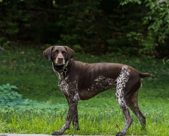 Beautiful German Shorthaired Pointer Dog Breeds