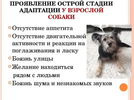 Адаптация собаки