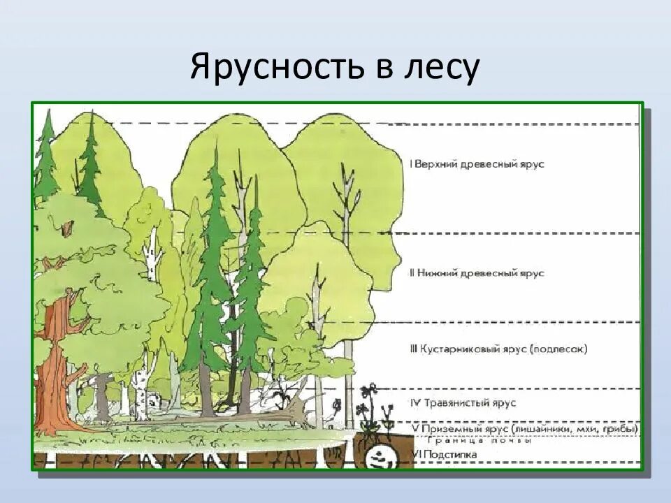 Ярусность смешанных лесов. Темнохвойная Тайга ярусность. Ярусы леса схема. Ярусность растений леса. Какую роль играет ярусность в природных сообществах