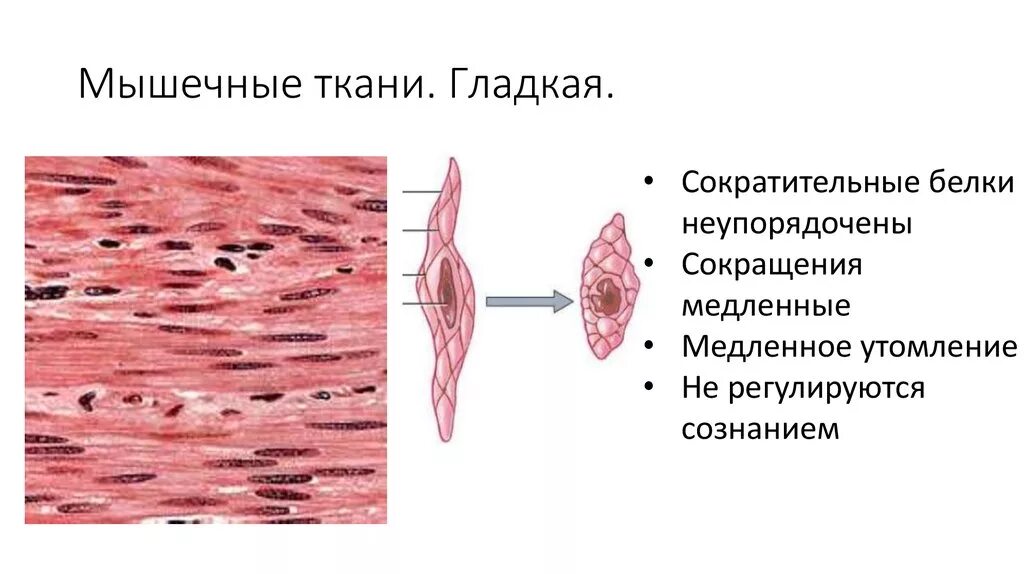 Строение клетки гладкая мышечная ткань