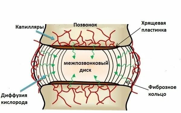 Кровоснабжение межпозвоночных дисков. Кровоснабжение межпозвонковых дисков. Питание межпозвоночных дисков. Анатомия межпозвонкового диска. Межпозвонковый диск кровоснабжение.