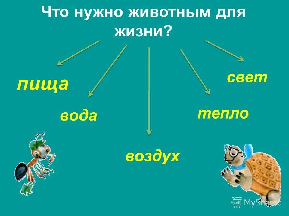 Как живут животные? 1 кл. Как живут животные 1 класс школа россии. Животные живые существа презентация. Мордочка усатая шубка полосатая часто умывается а с водой не знается. Как живут животные урок 1 класс.