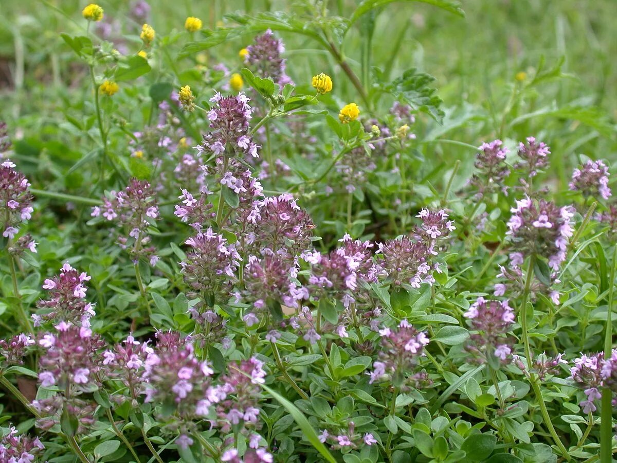 Чабрец от какого кашля. Тимьян thymus longicaulis. чабрец дикий. майоран (thymus mastichina). чабрец лесной.