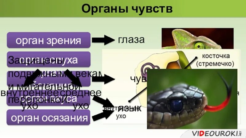 Органы чувств пресмыкающиеся. Органы чувств пресмыкающихся. Строение органов чувств пресмыкающихся. Органы осязания у пресмыкающихся.