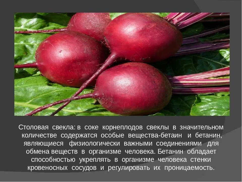 Свекла это культурное растение. Свекла для презентации. Свекла для презентации. Полезные культурные растения. Свекла соседи по грядке.