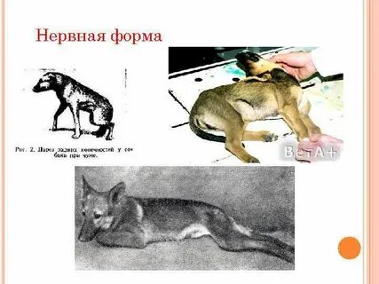 Чума животных