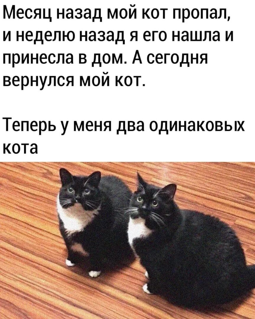 Теперь кота. Теперь у меня 2 кота. кот вернулся. теперь у меня два кота. мем а теперь у меня два кота.