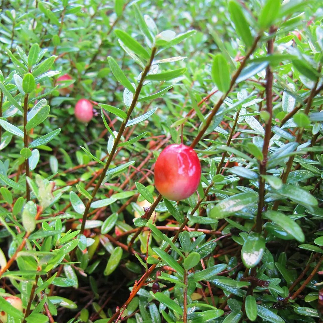 Vaccinium macrocarpon. Развесистая клюква. Vaccinium Hamilton. Клюква и брусника.