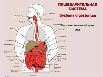 Пищеварение дыхание