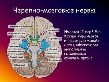 Сколько пар нервов отходит от головного мозга