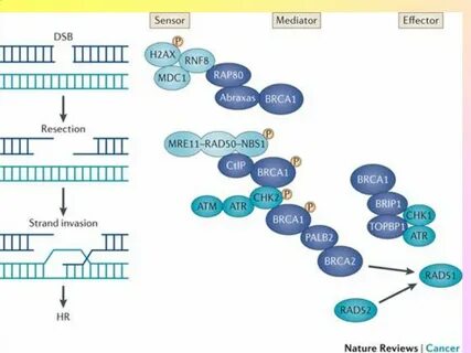Мутация гена brca1 brca2