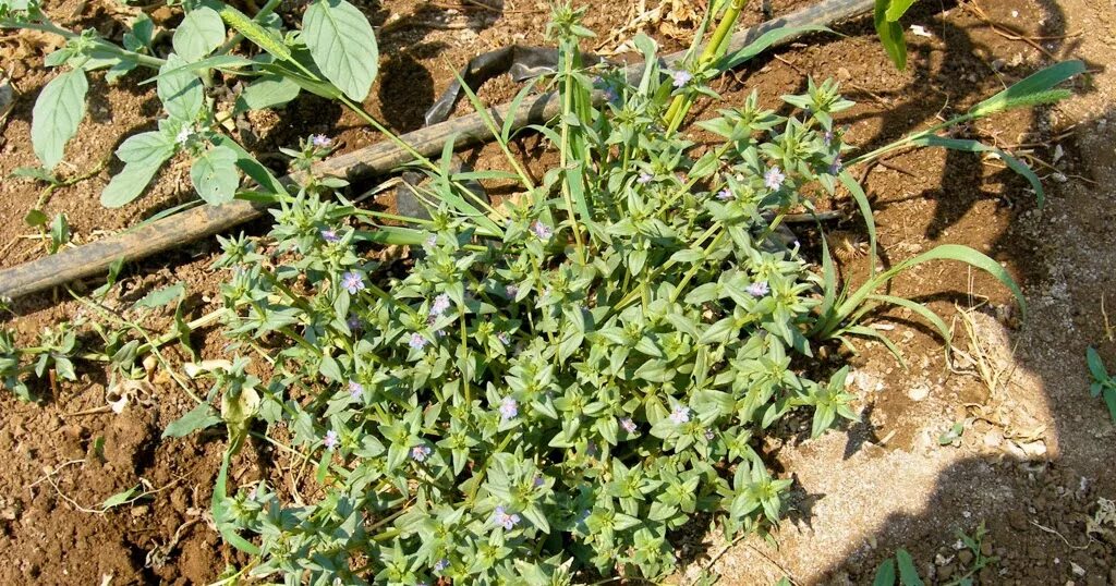Сорняк 8. Anagallis foemina. вредоносность сорняков. вредоносность сорных растений. трава лапка сорняк.
