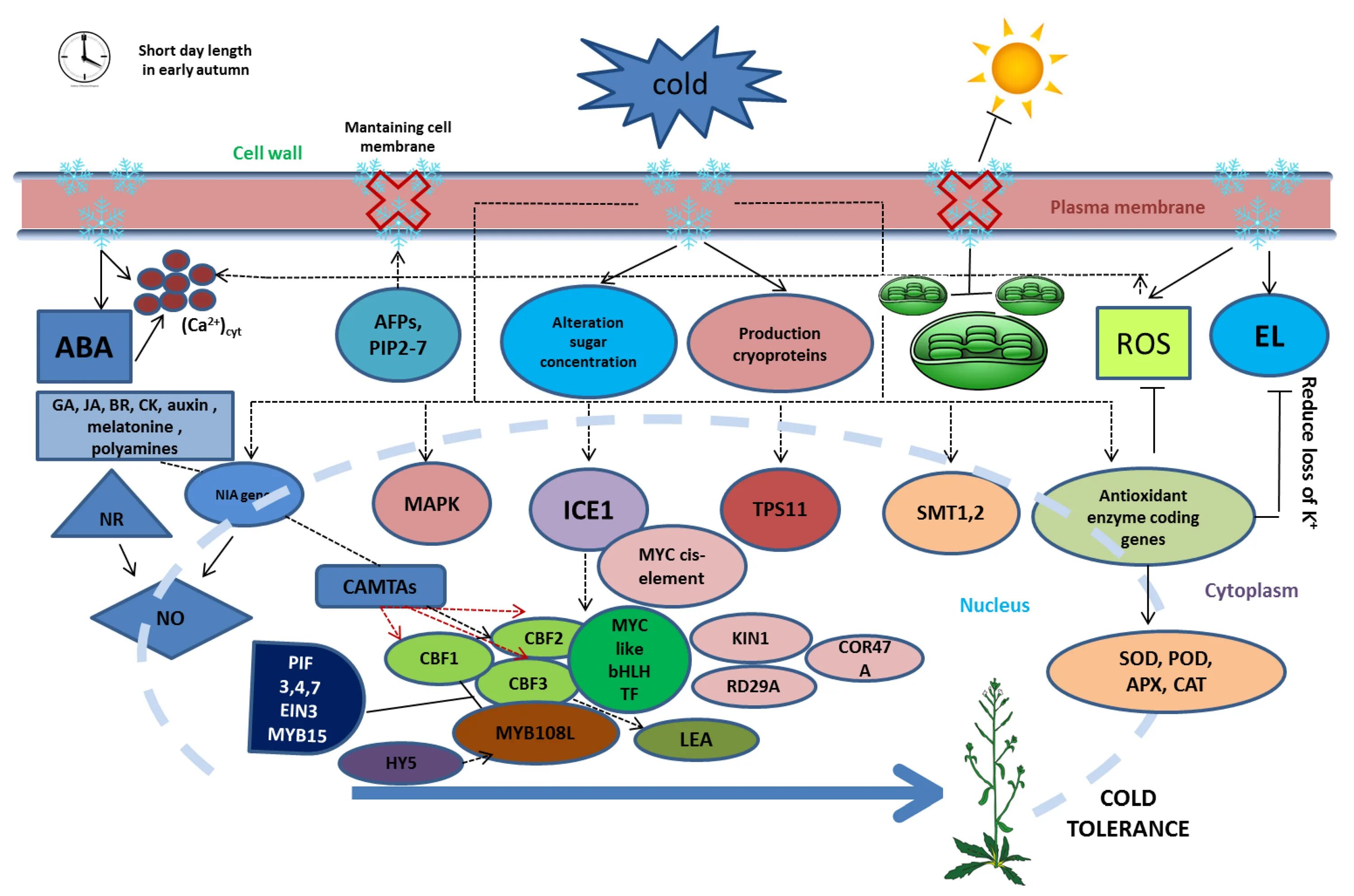 Plant physiology. Antioxidant Genes. Physiological process in Plants. Метод трансформации растений in planta.
