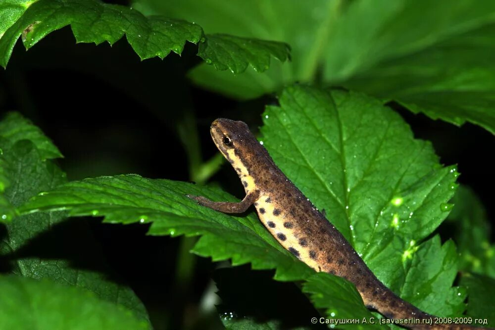 Обитания тритонов. Обитания тритонов. Обитания тритонов. Обитания тритонов. Обыкновенный тритон lissotriton vulgaris.