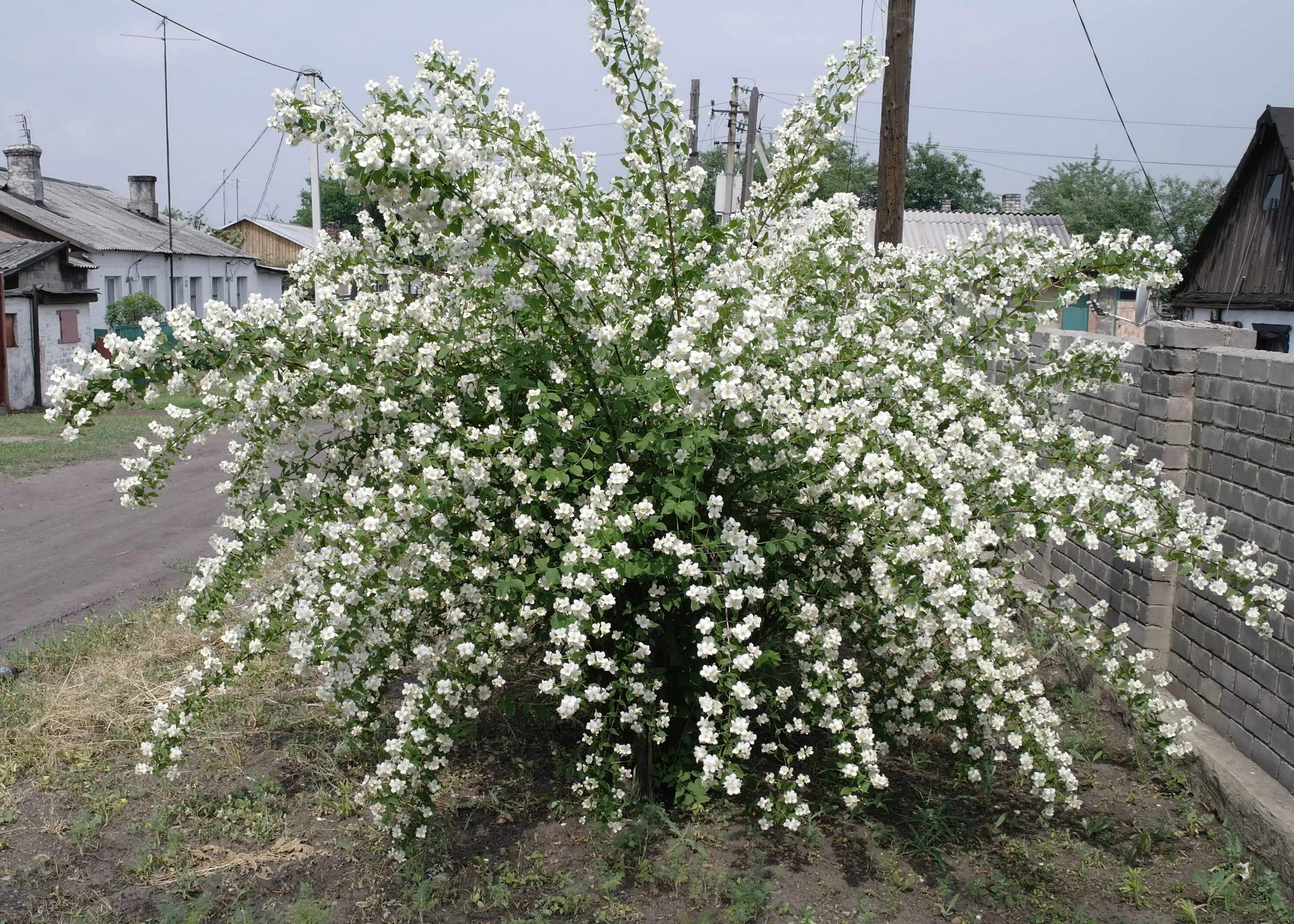 На какой год зацветает