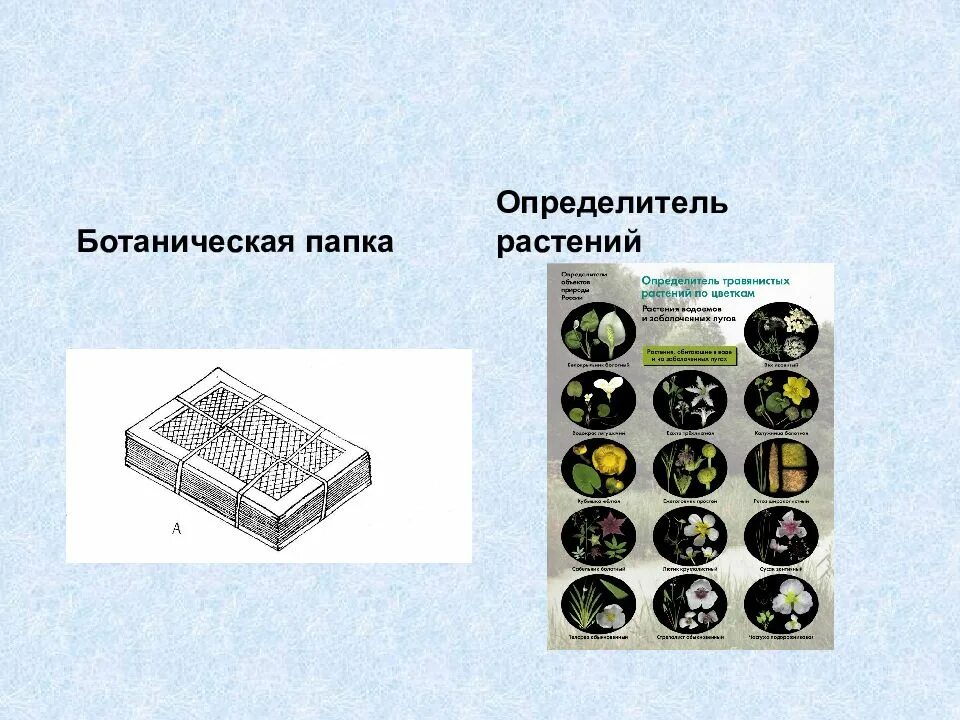 Папка для гербария. Папка для гербария. Гербарная сетка. Высушивание растений для гербария. Гербарный пресс.