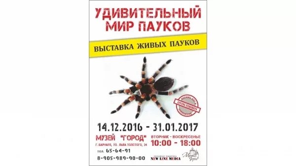 Тц уровни краснодар пауки