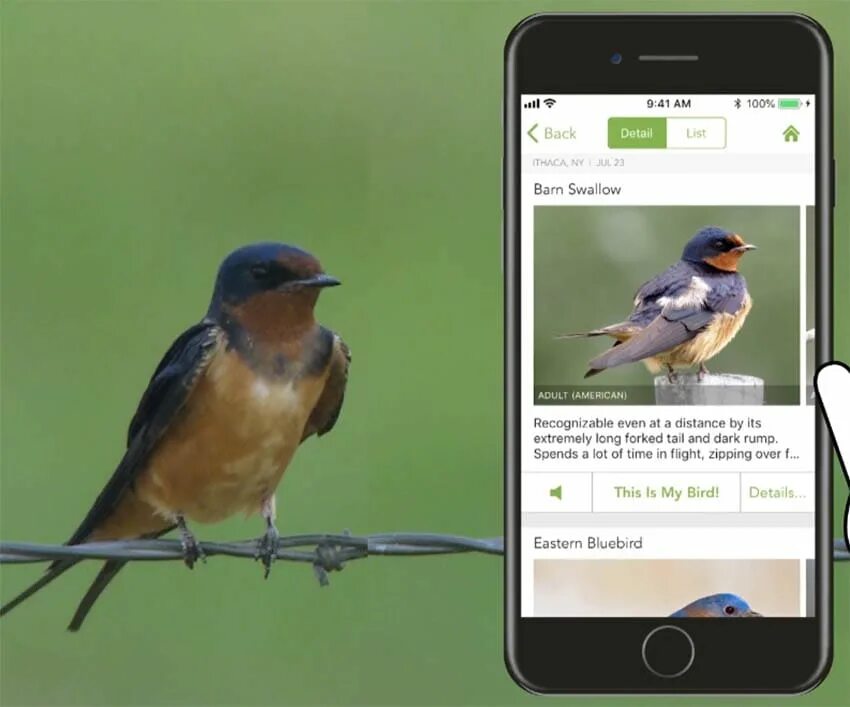 Приложение определяющее птиц. Определитель птиц. Определить птицу. Приложение определяющее птиц. Определитель птиц.
