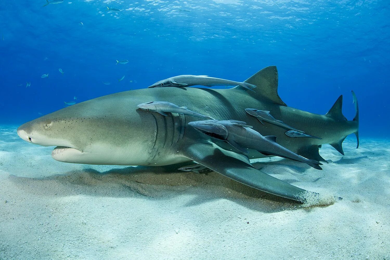 Ремора рыба прилипала. Рыба Ремора и акула. Акулья Ремора (Remora Remora). Комменсализм рыбы прилипалы. Комменсализм акула и рыба прилипала