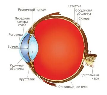 Глазное яблоко сетчатка