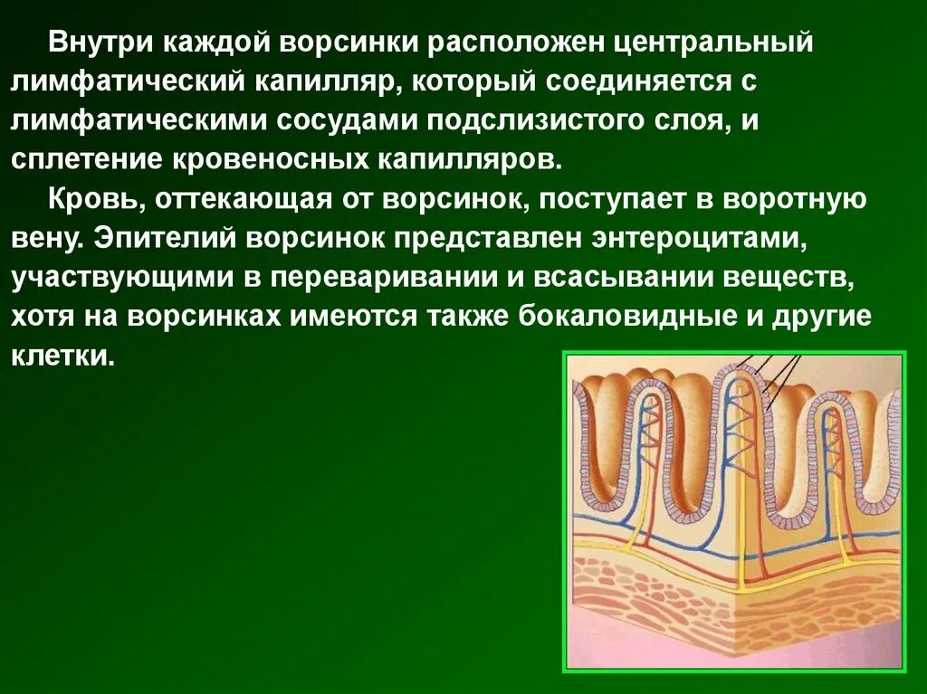 Через кишечник ворсинки в кровь всасываются. Лимфатический капилляр ворсинки. Внутри микроворсинки эпителия проходит. Микроворсинки кишечника.